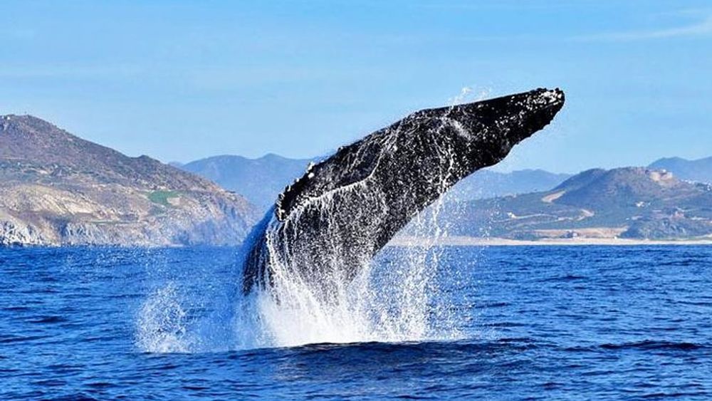 Cabo Group Whale Watching Tour - Incl FREE photos & Whale Sightings Guarantee