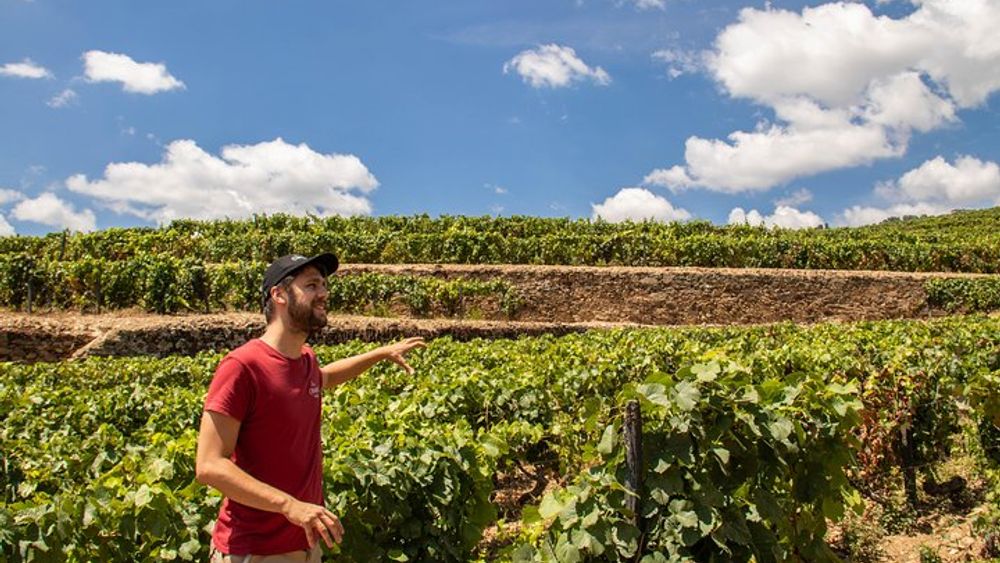 Complete Douro Valley Wine Tour with Lunch, Wine Tastings and River Cruise