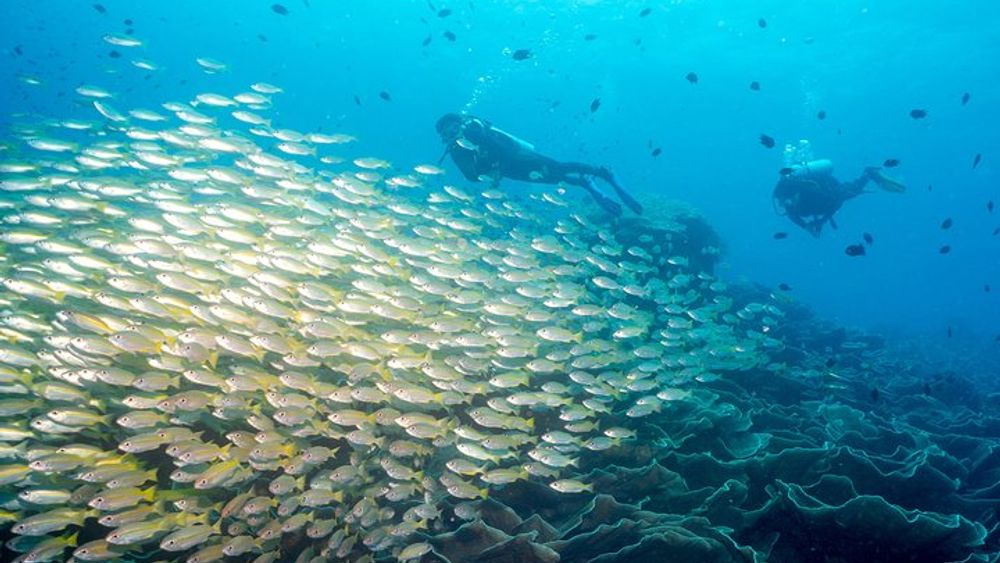 El Nido 3-Dive Scuba Diving Tour for Certified Divers
