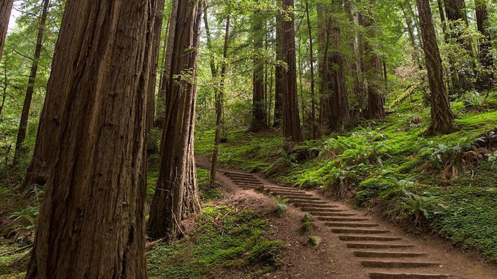 Muir Woods & Sausalito Half-Day Tour (Return by Bus or Ferry from Sausalito)