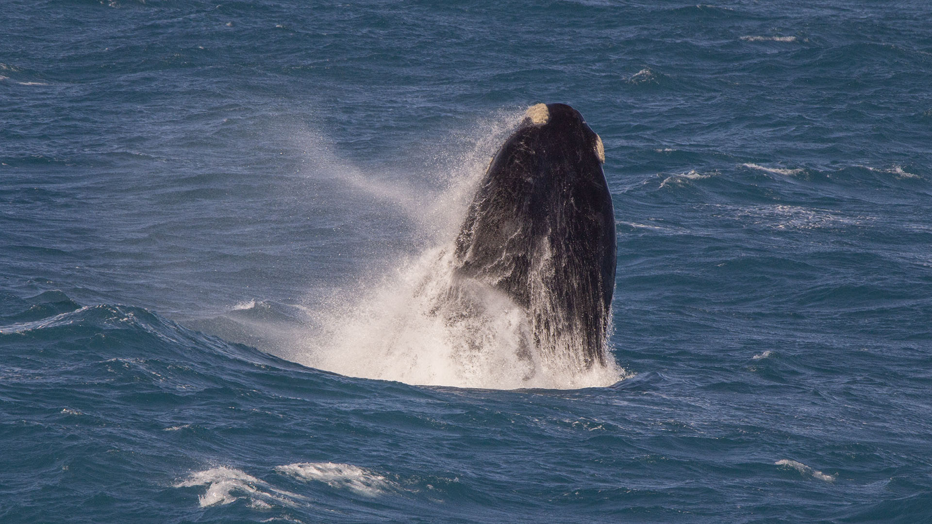 Head of Bight Whale Watching