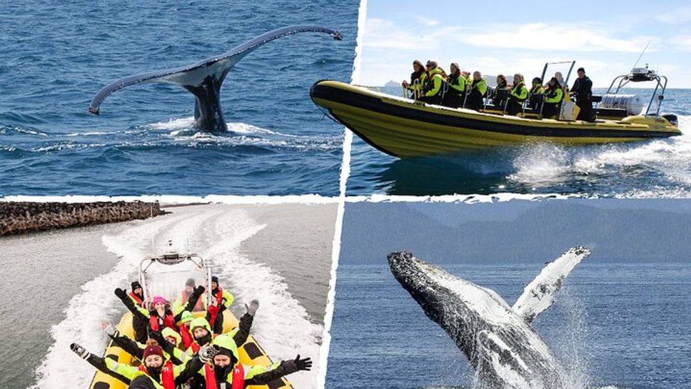Reykjavik Small-Group Whale-Watching Tour by RIB