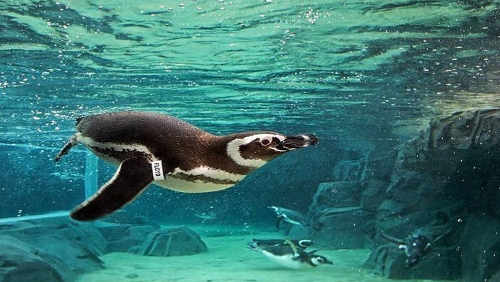 Skip the Ticketing Line: Aquarium of the Pacific General Admission Ticket
