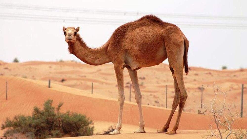 Dubai Camel Farm Visit