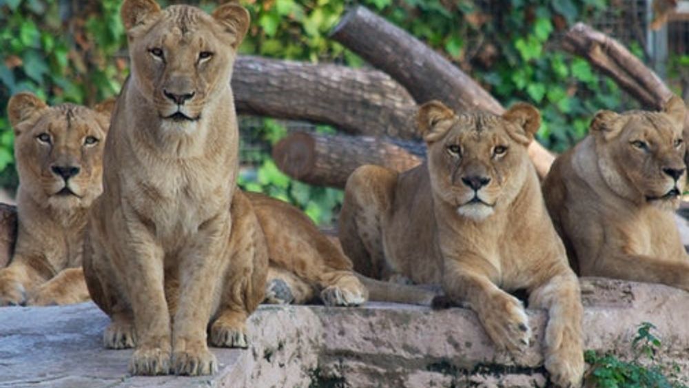 Barcelona Zoo: Entry Ticket