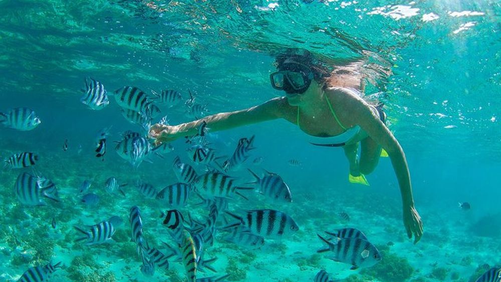 Cabo Pulmo National Park Snorkel Tour from Cabo San Lucas