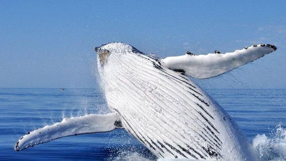 Whale Watching Busselton