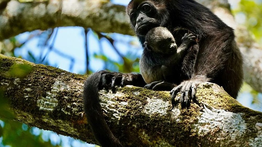 Tamarindo Birdwatching Crocodiles and Monkey Tour