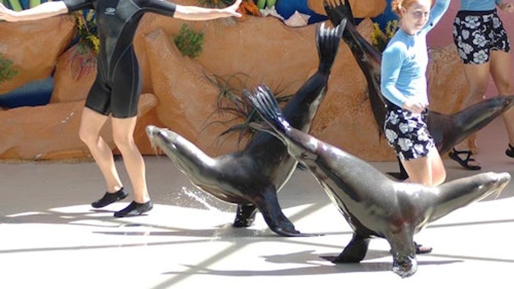 Miami Seaquarium: Skip The Admission Line