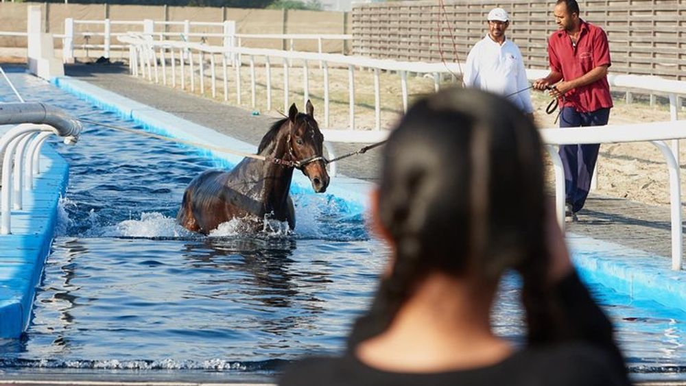 Racehorse Stable tour with Breakfast at Meydan Racecourse