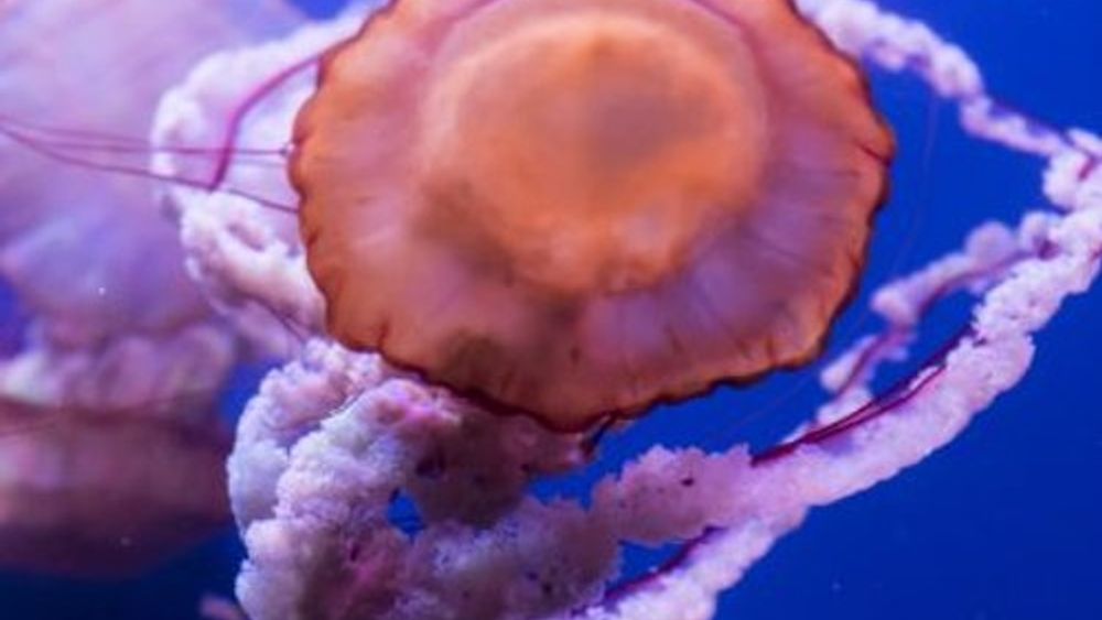Seville Aquarium: Entry Ticket