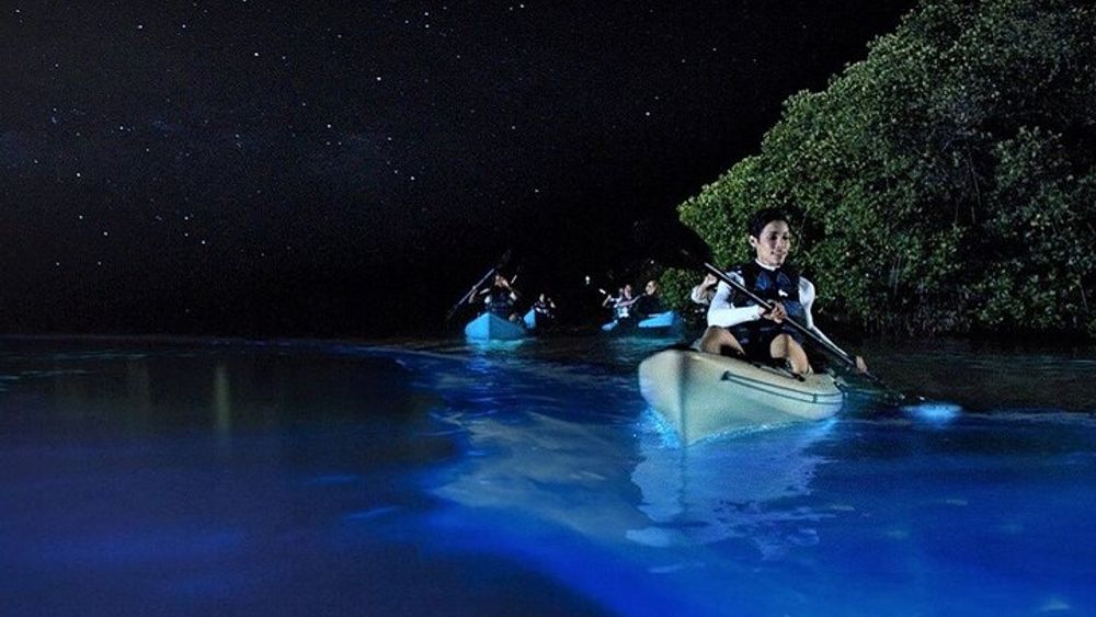 Bioluminescence Tour in Kayak in Holbox Island