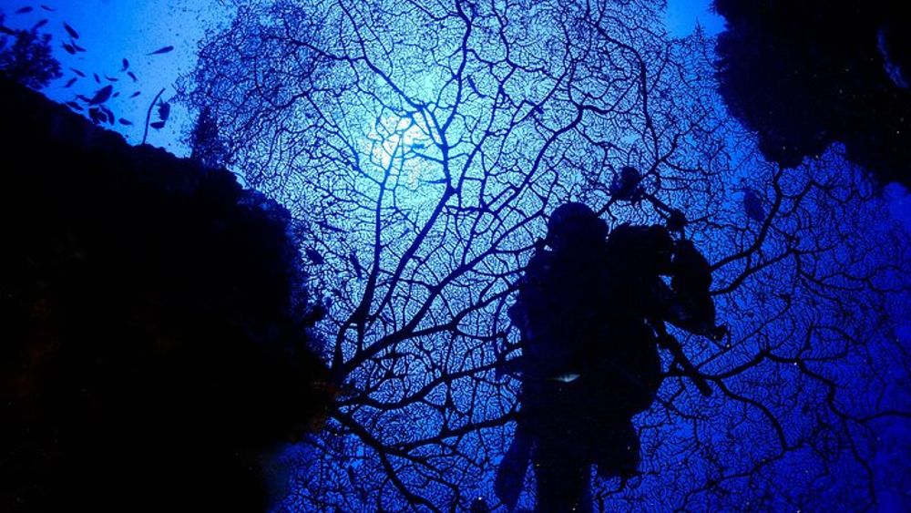 DiveGurus -Scuba Diving in Boracay