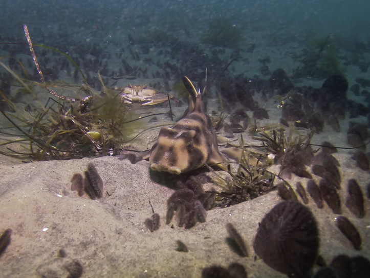 Guided Dive - La Jolla Shores Canyon