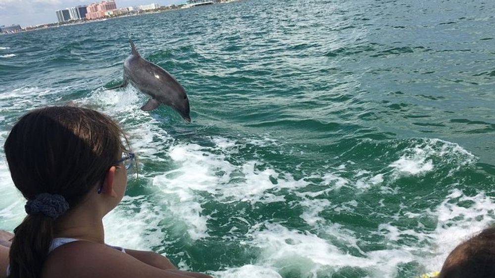 Clearwater Beach Dolphin Watching Tour
