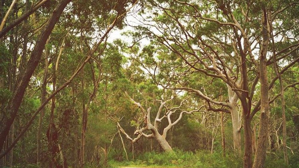 Day Trip To Cronulla & The Royal National Park
