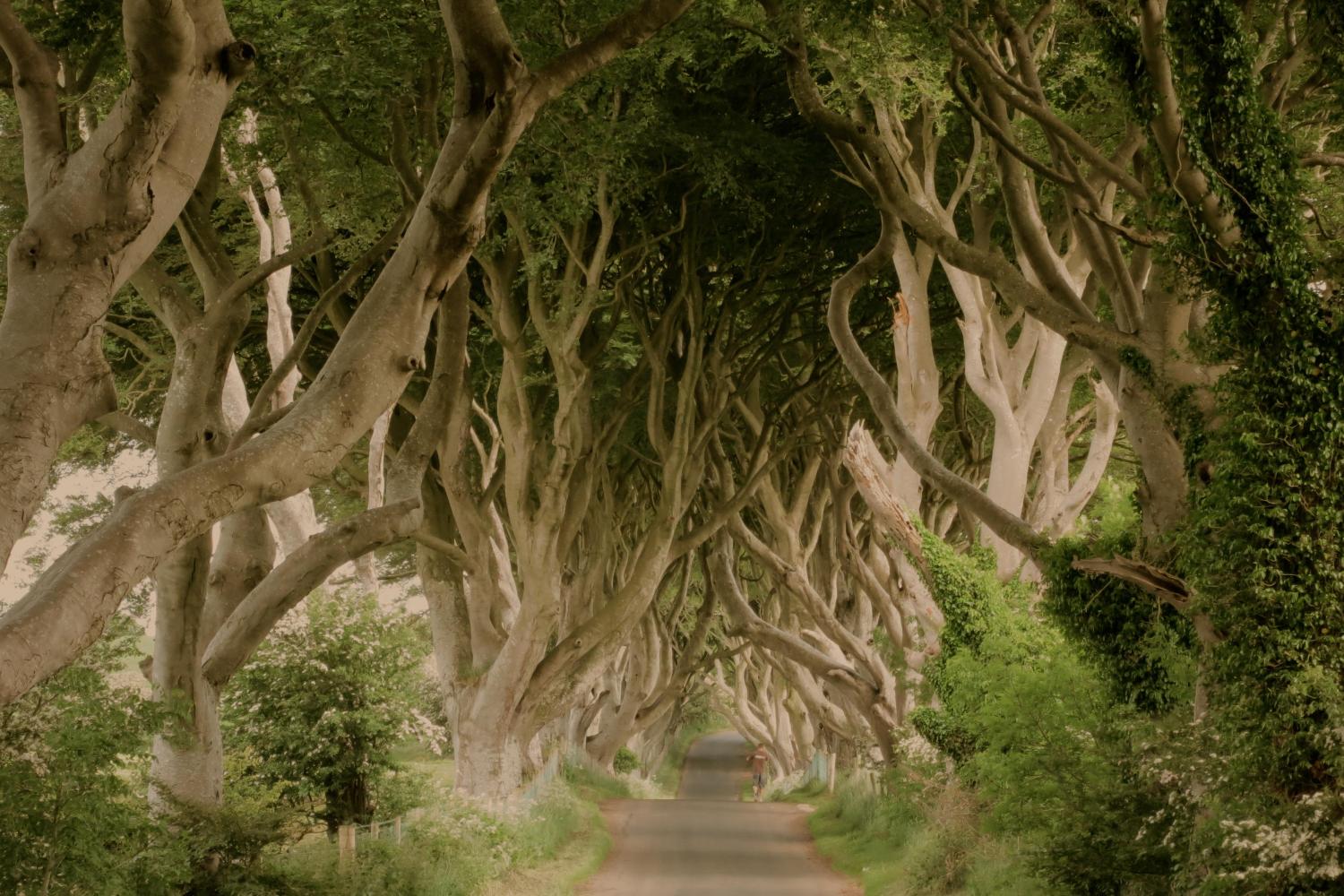 Giant’s Causeway Shuttle