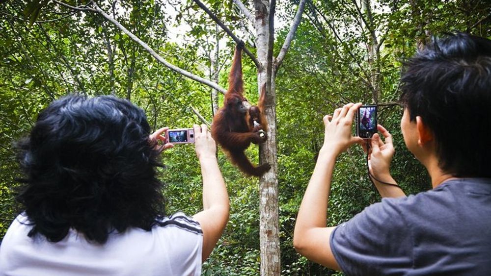 Sarawak Orangutan Semenggoh Wildlife Centre Tour