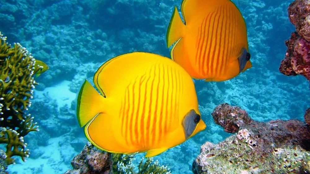Dar Es Salaam Small-Group Sinda Island Snorkel Tour