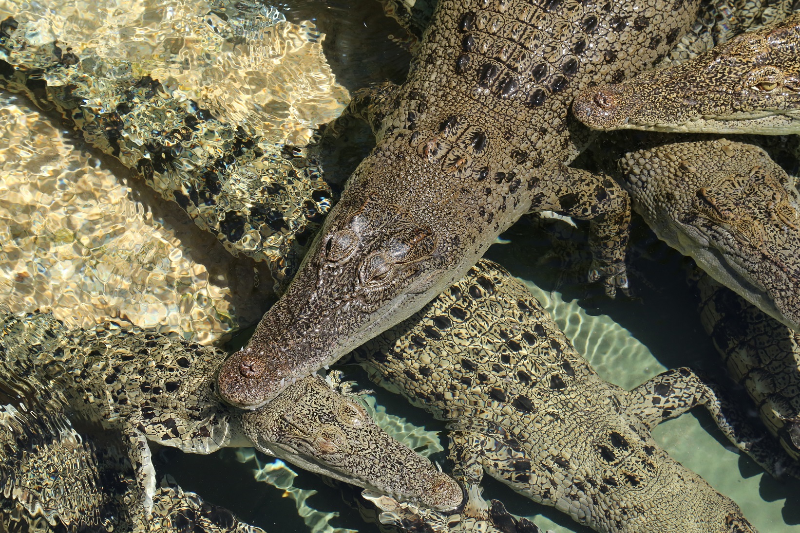 Croc N History Explorer