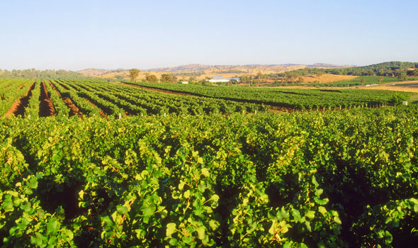 Tour de Mudgee Cellar Door