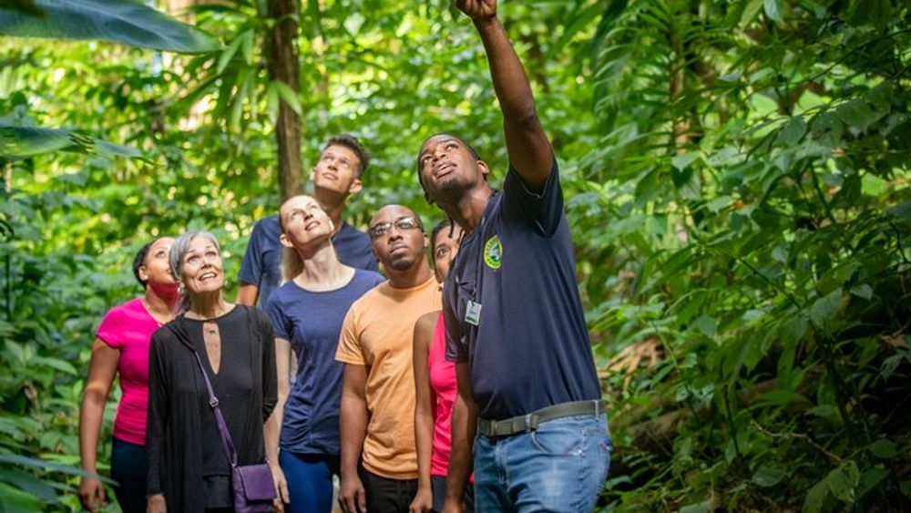 St Lucia Birdwatching Tour at Rainforest Adventures