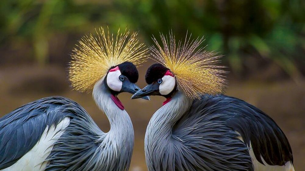 Full-Day Tour Isla Baru - National Aviary of Colombia and Playa Blanca