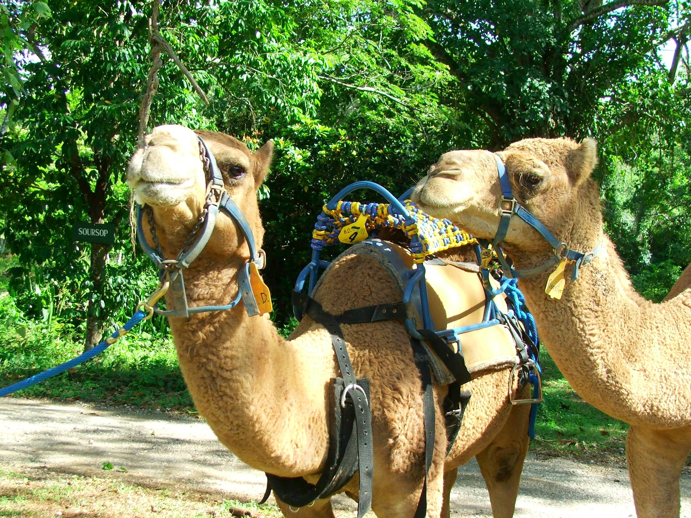 Camel Outback Adventure Tour from Negril