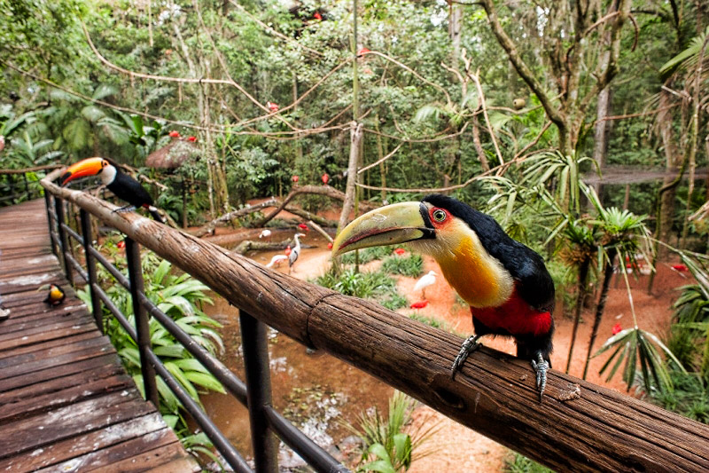 Brazilian Falls & Birds Park