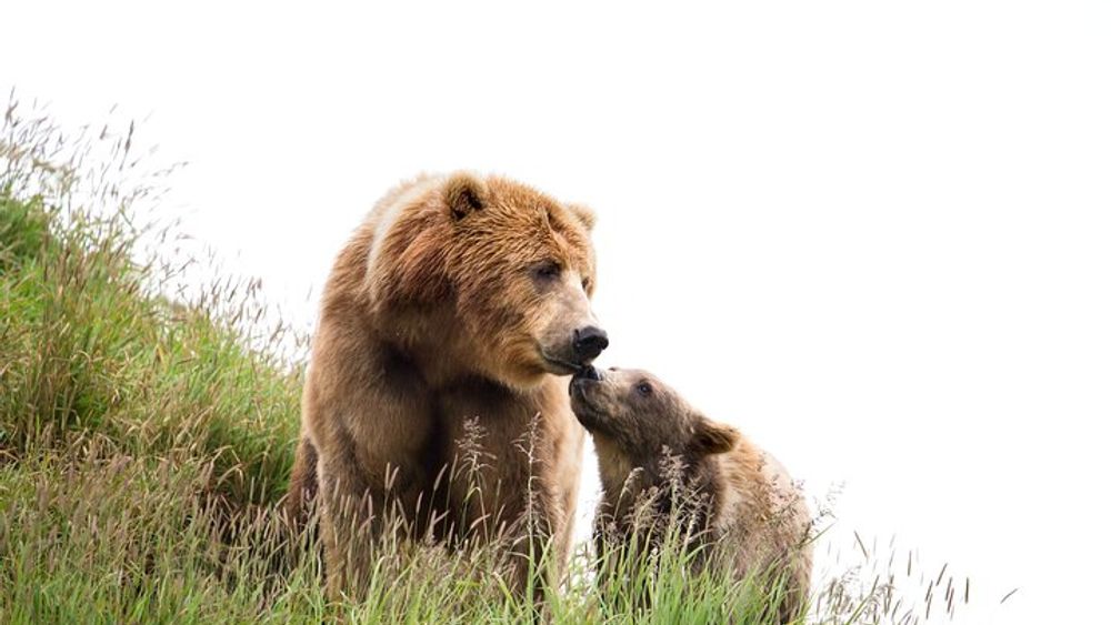 Libearty Bear Sanctuary and Bran Castle Tour from Bucharest