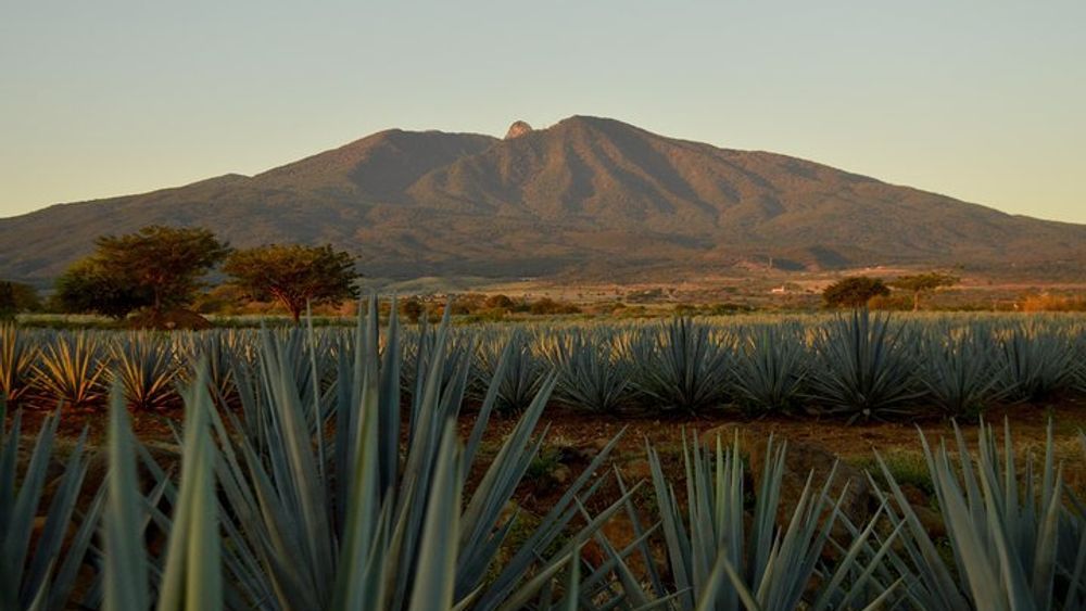 Guadalajara Full-Day Tequila Tour with Tasting at Distillery