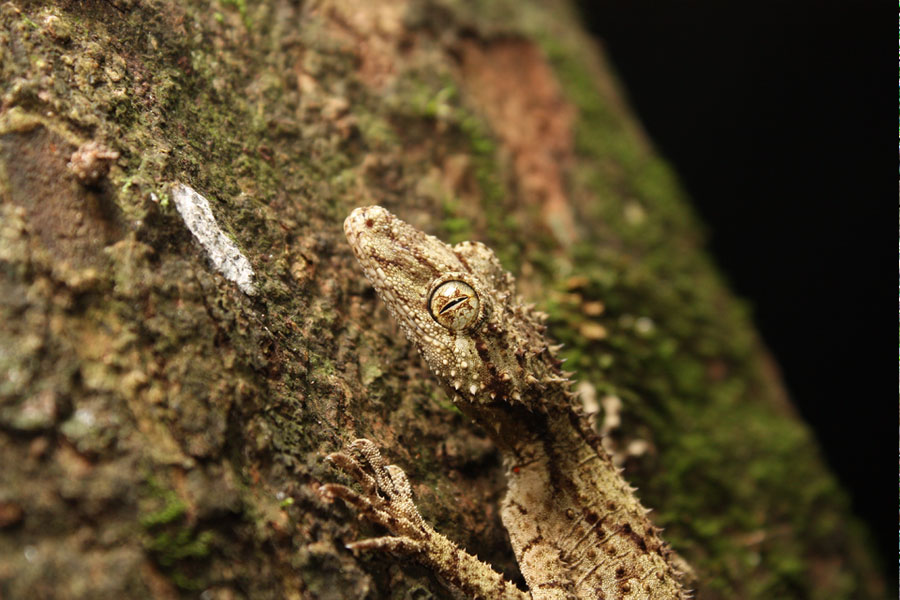 Gold Coast Rainforest & Wildlife Tour - 1 Day