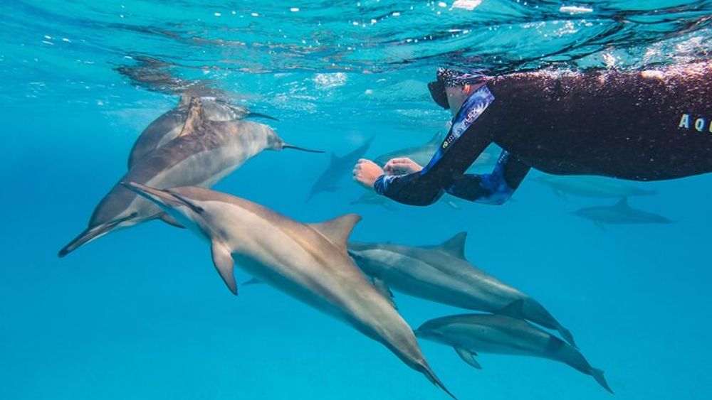 Dolphin House Samadai Reef Boat Snorkeling Trip from Marsa Alam