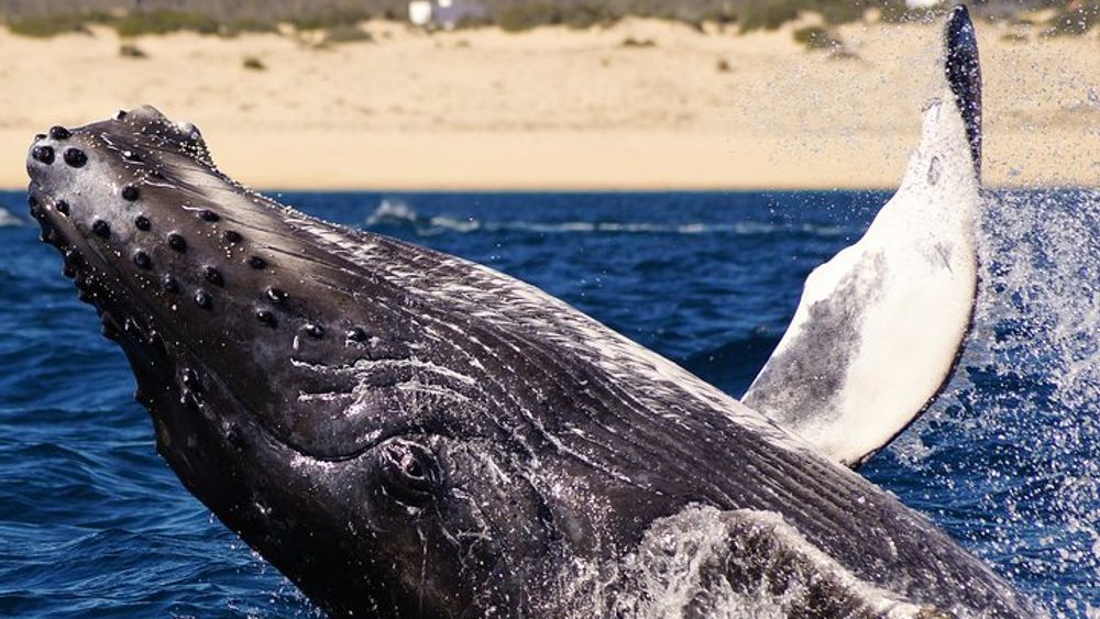 Cabo San Lucas Humpback Whale Watching Tour with El Arco