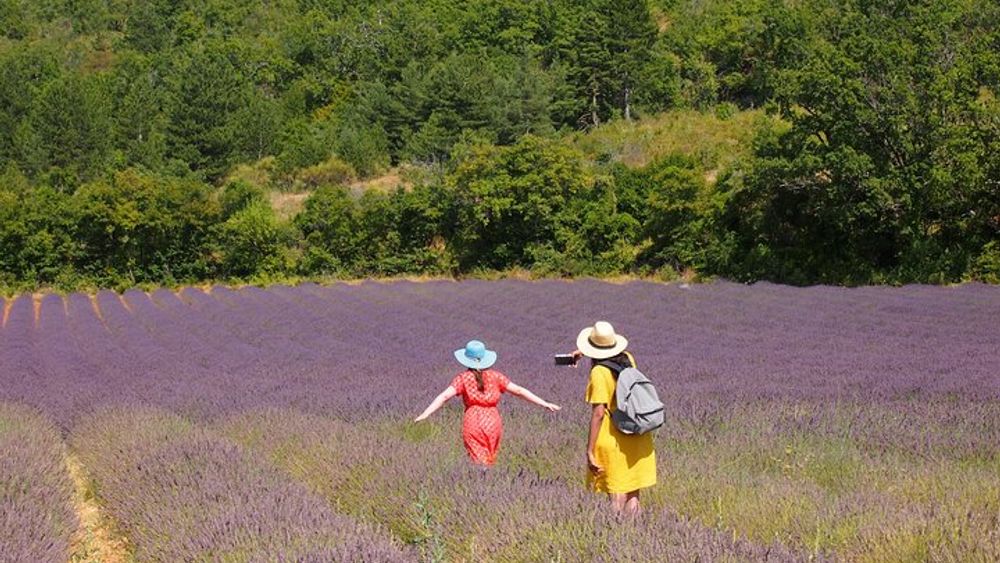 Sault Full-Day Scenic Lavender Tour
