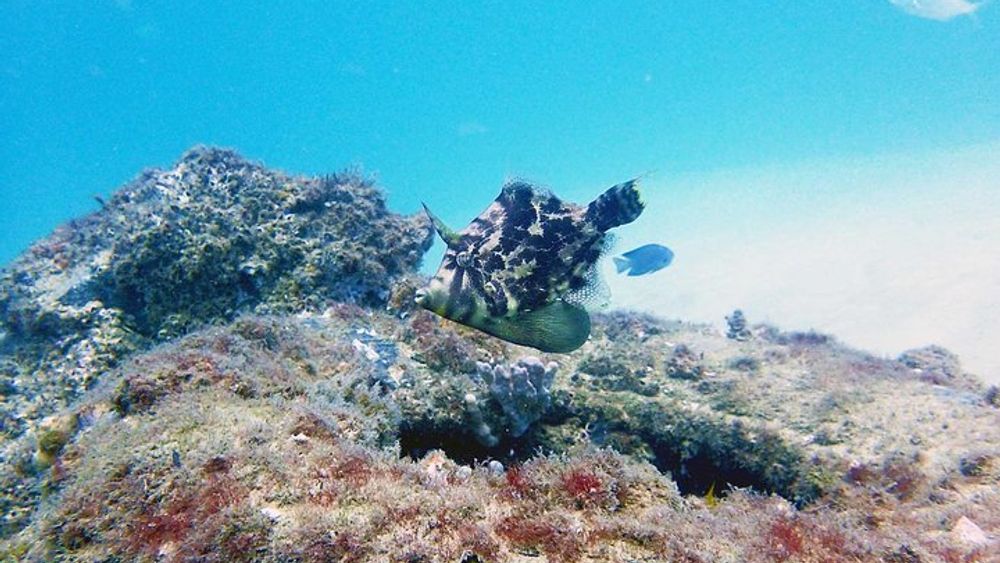 Wave Break Island Scuba Diving on the Gold Coast