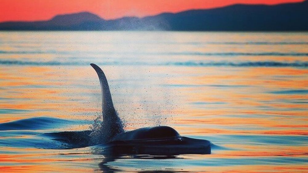 Sunset Whale and Wildlife Adventure in Cowichan Bay