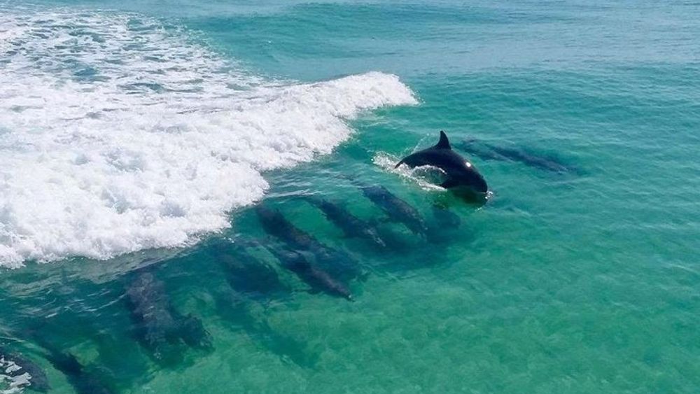 Flippers Adventures Dolphin Cruise