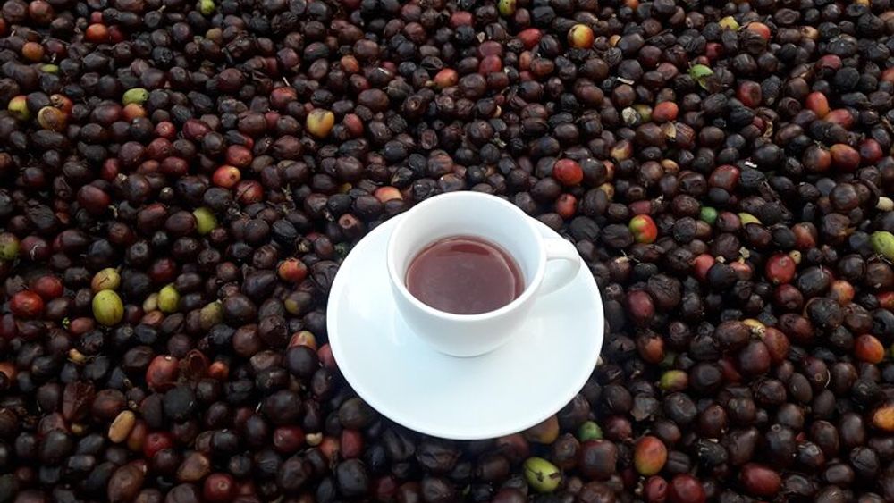 Coffee Tour and Lunch in Medellin