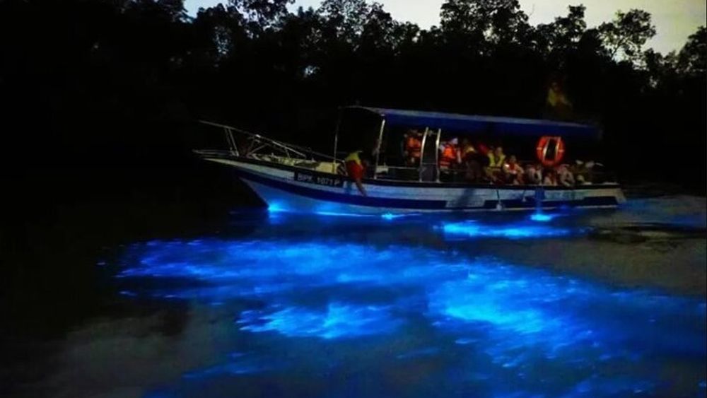 Kuala Selangor Small-Group Fireflies & Blue Tears Evening Tour