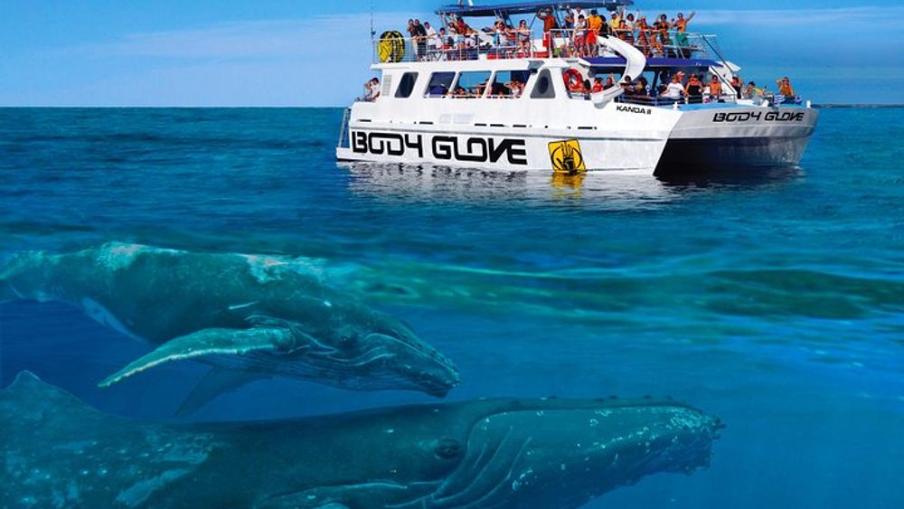 Whale Watch Excursion from the Big Island