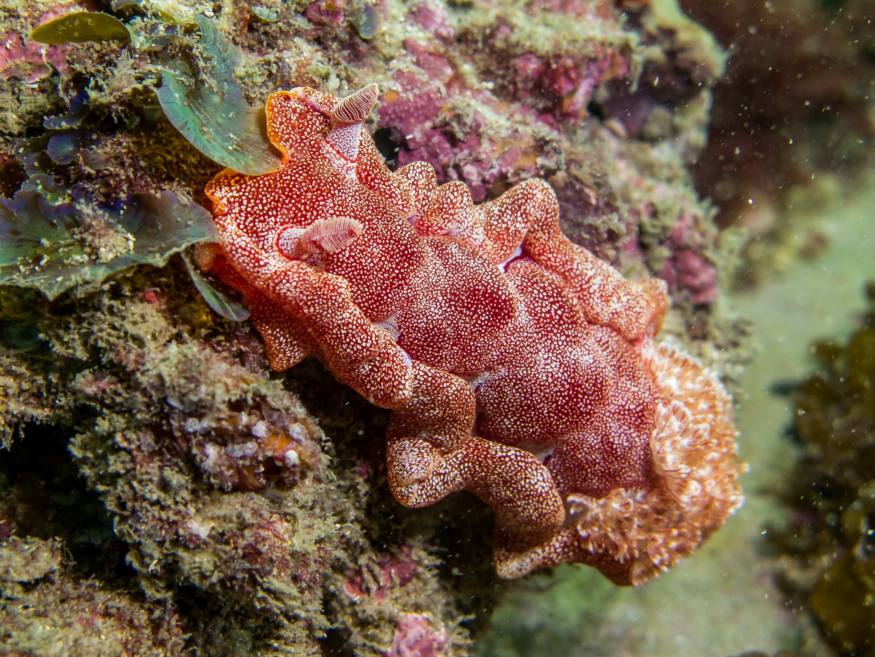 Canon Collective Photography Double Dive on Local Reefs