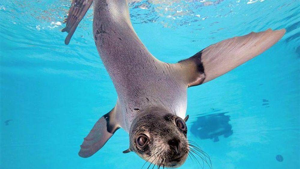 New England Aquarium Admission Ticket in Boston