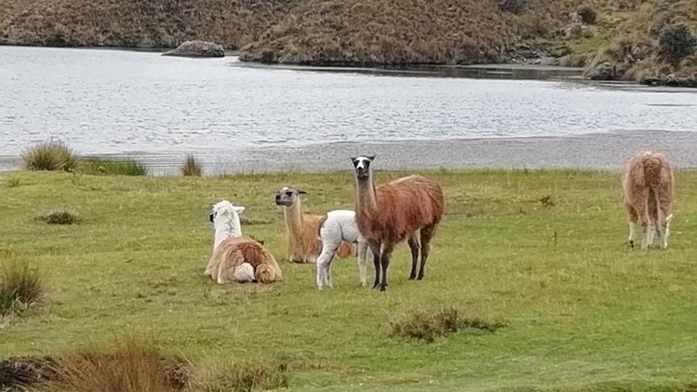 Cajas NP Hiking & Thermal Baths from Cuenca