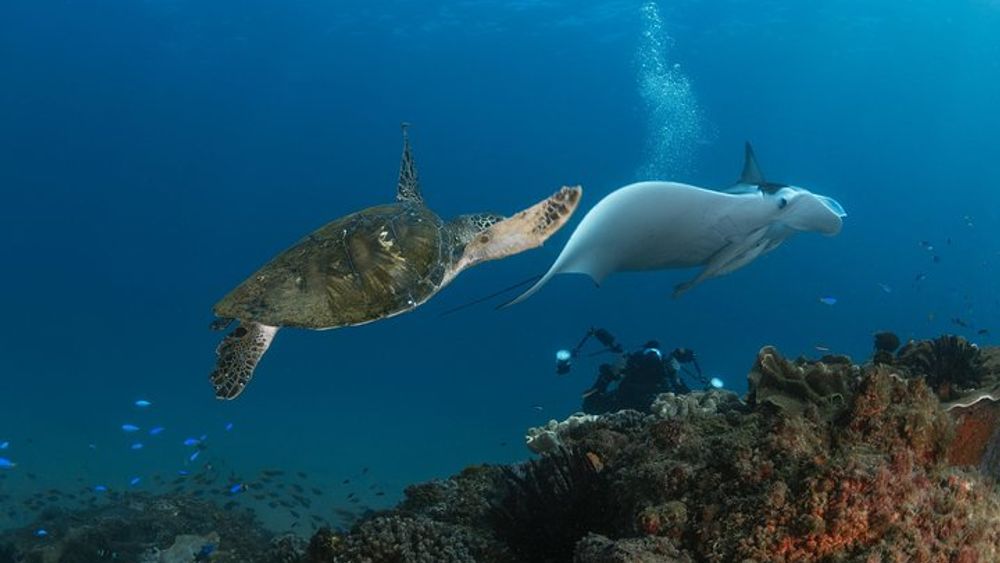 Half-Day Gold Coast Scuba Diving Experience