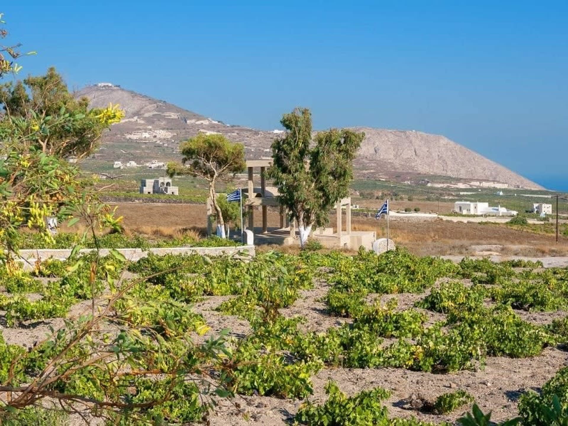 Santorini Semi Private Cooking Class and Wine Tasting