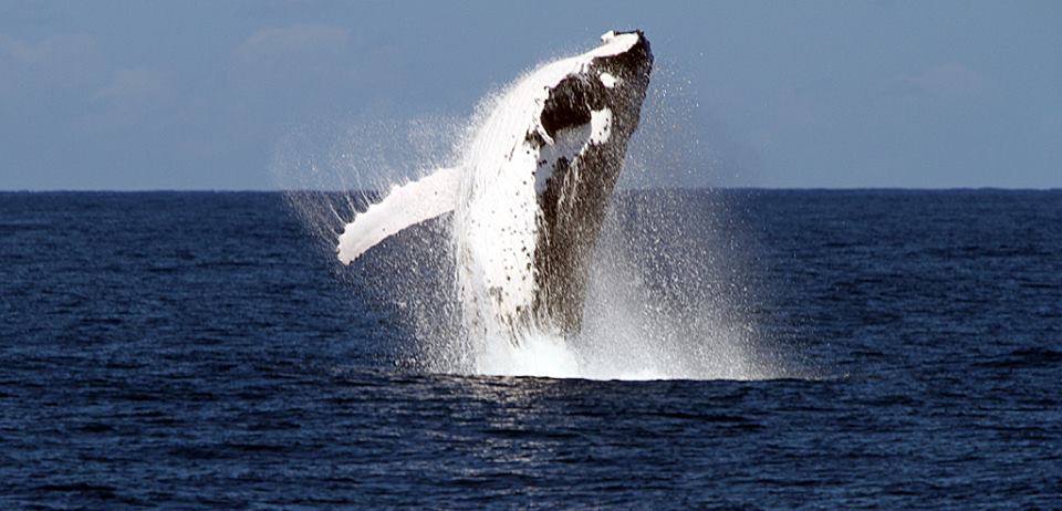 Whale Watching Adventure - From Brisbane
