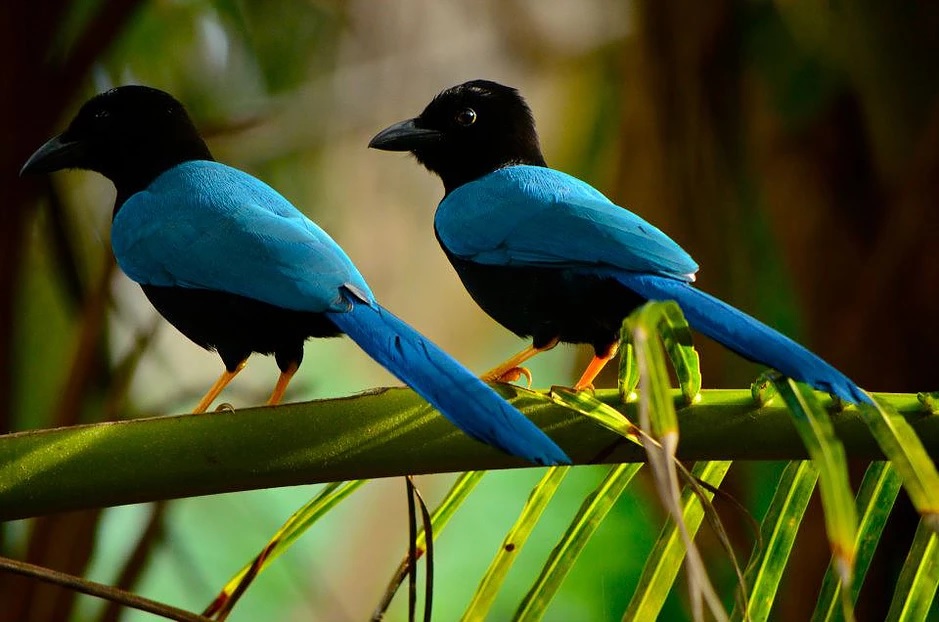 Bird Watching Muyil