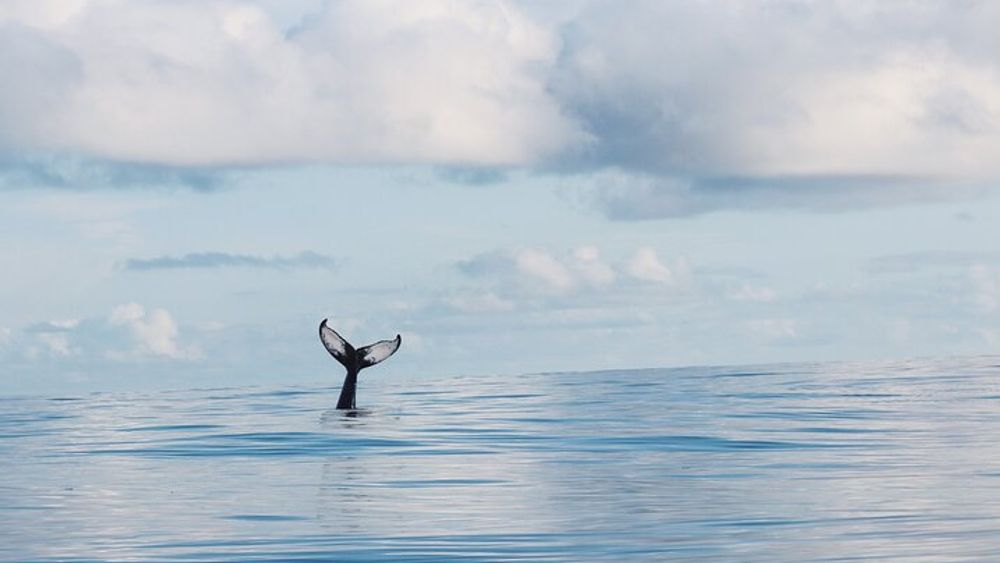 Whale Watch Excursion (2 Hours; Ala Wai Harbor)