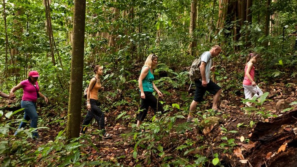 St Lucia: Rainforest Zipline, Tram, and Hiking Shore Excursion